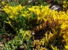 Sedum acre L.