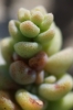 Sedum dasyphyllum L.