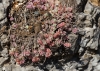 Sedum dasyphyllum L.