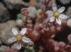 Sedum dasyphyllum L.