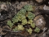 Sedum dasyphyllum L. subsp. dasyphyllum