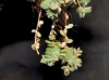 Sedum dasyphyllum L. subsp. glanduliferum (Guss.) Nyman