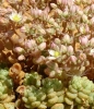 Sedum dasyphyllum L. subsp. glanduliferum (Guss.) Nyman