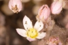 Sedum dasyphyllum subsp. glanduliferum ? 2/3