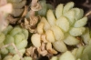 Sedum dasyphyllum subsp. glanduliferum ? 3/3
