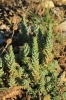 Sedum sediforme (Jacq.) Pau