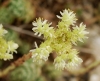 Sedum sediforme (Jacq.) Pau