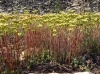 Sedum sediforme (Jacq.) Pau