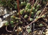 Sedum sediforme (Jacq.) Pau