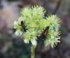 Sedum sediforme (Jacq.) Pau