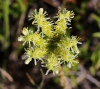 Sedum sediforme (Jacq.) Pau