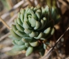 Sedum sediforme (Jacq.) Pau