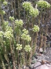 Sedum sediforme (Jacq.) Pau