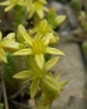 Sedum acre L.