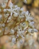 Sedum album L.