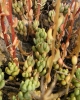 Sedum album L.