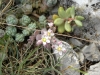 Sedum dasyphyllum L.