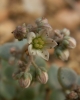 Sedum dasyphyllum L.