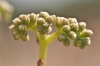 Sedum sediforme (Jacq.) Pau