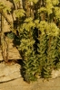 Sedum sediforme (Jacq.) Pau