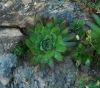 Sempervivum tectorum