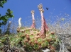 Sempervivum tectorum L.