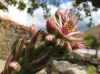 Sempervivum tectorum L.