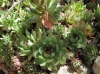 Sempervivum tectorum L.