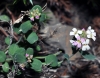 Aethionema marginatum (Lapeyr.) Montemurro