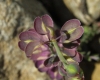 Aethionema saxatile (L.) R. Br.