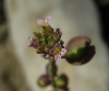 Aethionema saxatile (L.) R. Br.