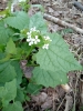 Alliaria petiolata (M.Bieb.) Cavara & Grande