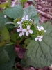 Alliaria petiolata (M.Bieb.) Cavara & Grande