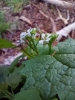 Alliaria petiolata (M.Bieb.) Cavara & Grande