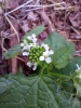 Alliaria petiolata (M.Bieb.) Cavara & Grande