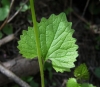 Alliaria petiolata (M. Bieb.) Cavara & Grande