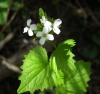 Alliaria petiolata (M. Bieb.) Cavara & Grande