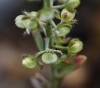 Alyssum alyssoides (L.) L.