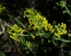 Alyssum serpyllifolium Desf.