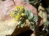 Alyssum simplex Rudolphi