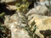 Alyssum simplex Rudolphi