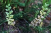 Alyssum simplex Rudolphi