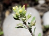 Alyssum granatense ? 1 de 2