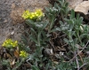 Alyssum montanum ? 1/2