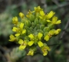 Alyssum montanum ? 2/2