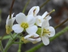 Arabis alpina L.