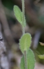 Arabis auriculata Lam.