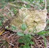 Arabis hirsuta (L.) Scop.