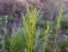 Arabis planisiliqua (Pers.) Rchb.