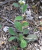 Arabis sp. 1 de 2